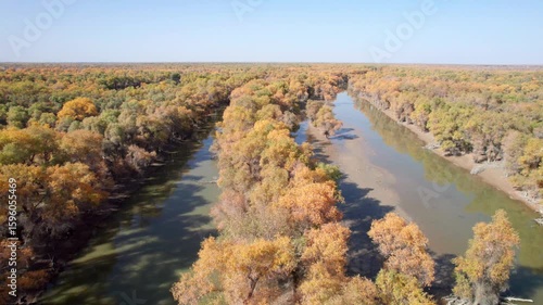 Drone view of golden populus euphratica forest in Gobi desert on sunny autumn day in Tarim Poplar Forest park, Taklamakan Desert, Xinjiang, China, 4k real time high angle view footage, travel concept.