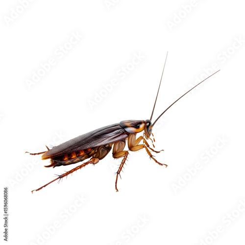 cockroach isolated on white, Cockroach, isolated, side view, cut out background.