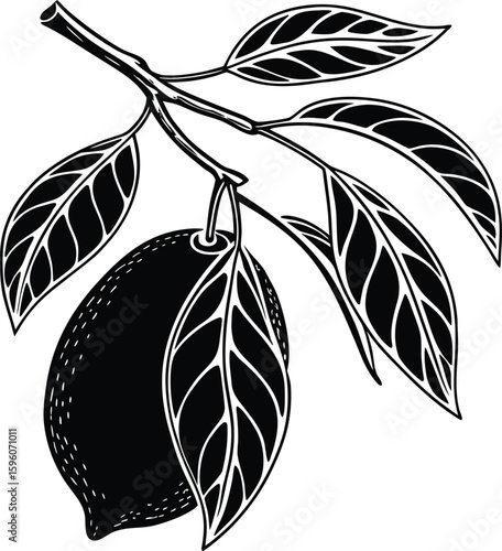 Vector art of a ripe lemon hanging from a branch with green leaves isolated on a white background