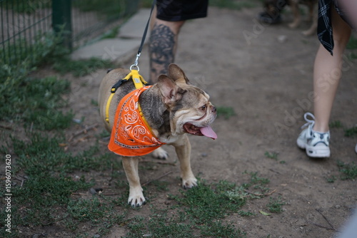 Cute brown French bulldog wearing orange bandana, standing on the ground, blurred background, outside, looking away