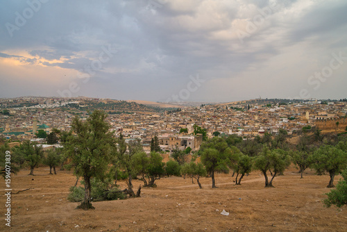 trees on a field in front of fès medina