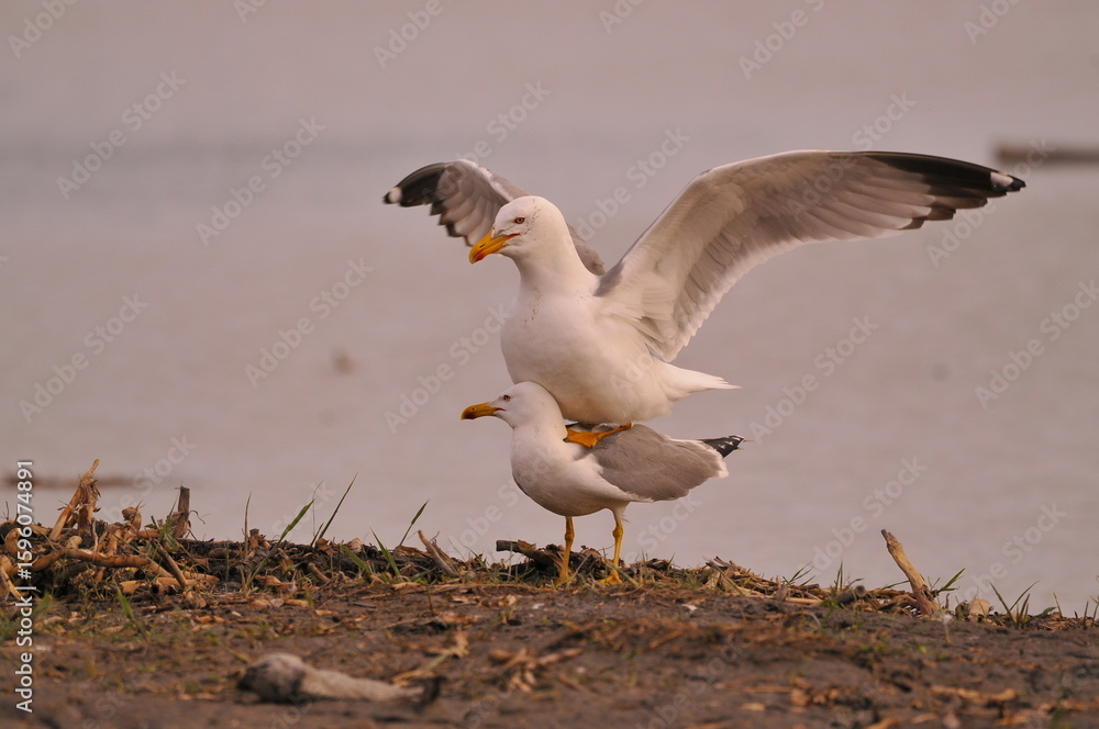 Fototapeta premium close up of a gull