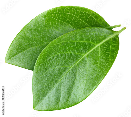 Wallpaper Mural Nut leaf isolated on white. Nut leaf clipping path Torontodigital.ca