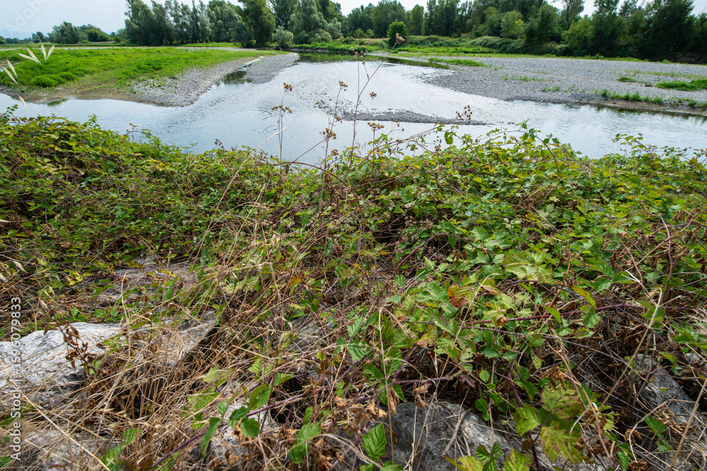Naklejka premium Serio (river)