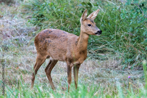 Fotografie Roe deer keeping watch over her fawns