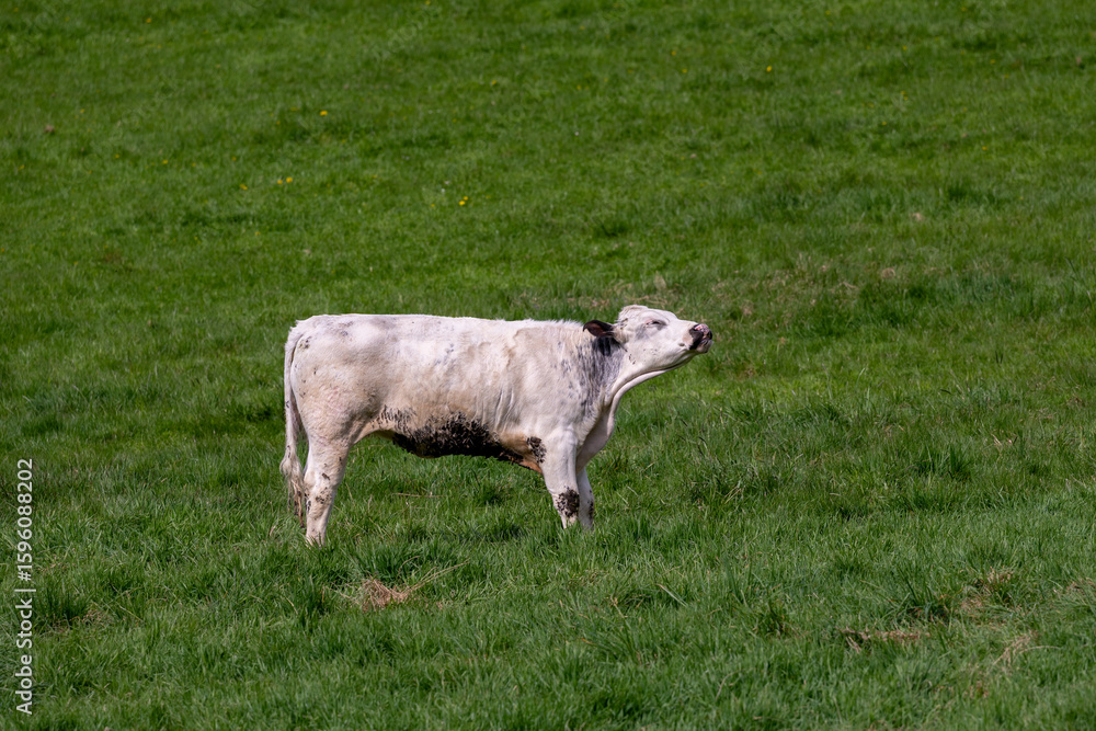 Obraz premium Cow on a meadow making a funny face