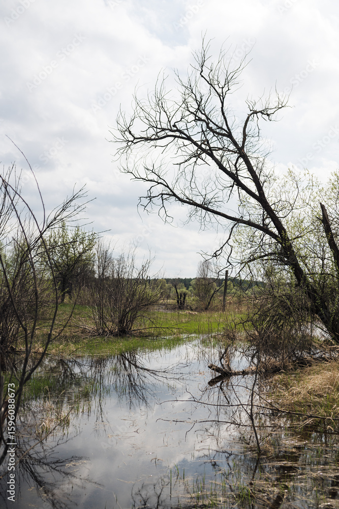 Swampy area with dry tree Swampy area with dry tree