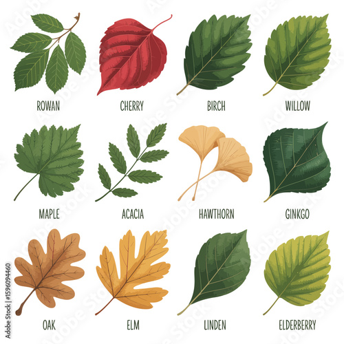 Collection of twelve different tree leaves in various colors and shapes