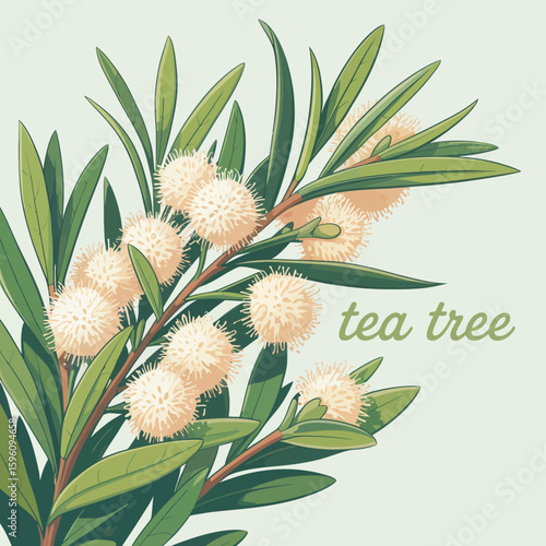 Close up of a tea tree branch with fluffy white blossoms and green leaves