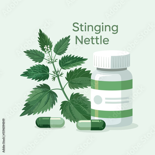 Stinging nettle plant and herbal supplement capsules