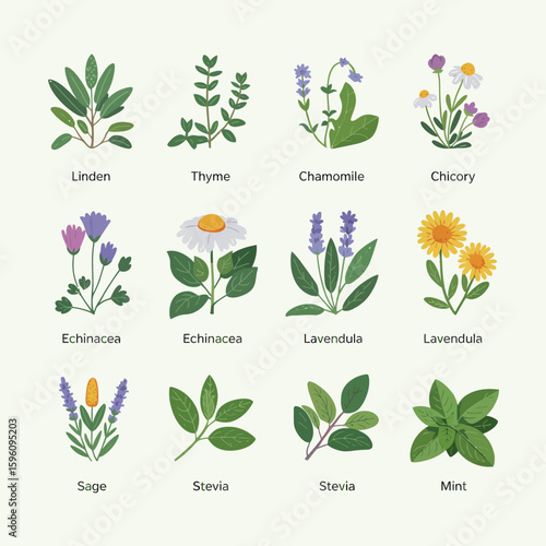 Collection of hand drawn medicinal herbs and flowers with labels