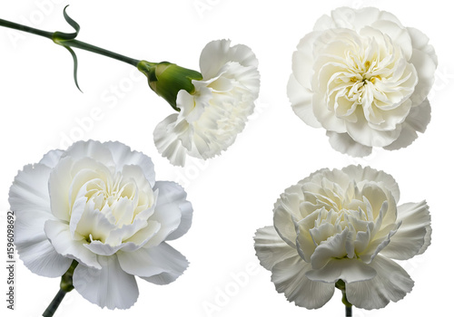 White Carnation Flower Collection on Isolated White Background