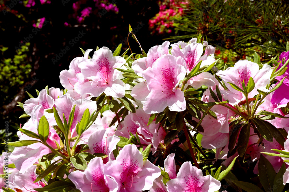 Obraz premium 神戸相楽園、ツツジ百花繚乱