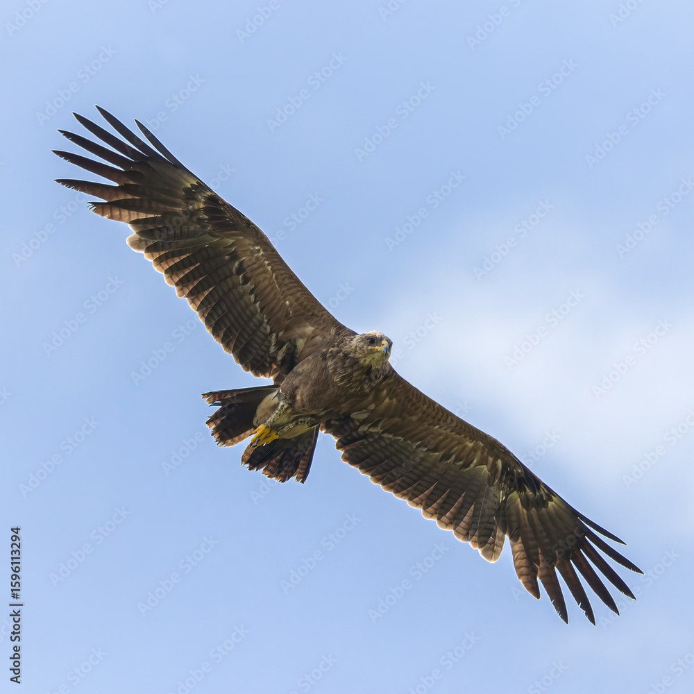 Obraz premium Lesser Spotted Eagle in flight cose up