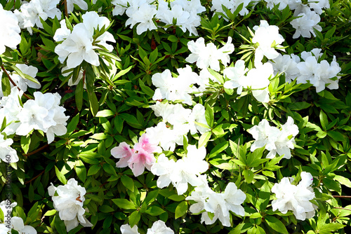 神戸相楽園、ツツジ百花繚乱