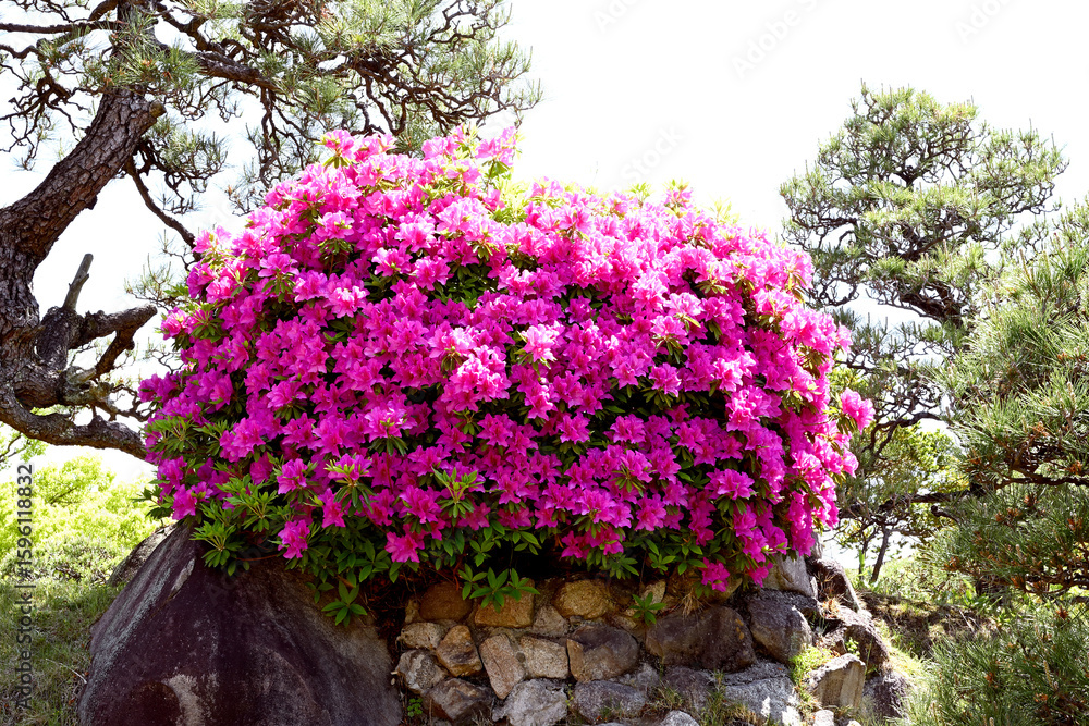 Naklejka premium 神戸、相楽園のツツジ百花繚乱