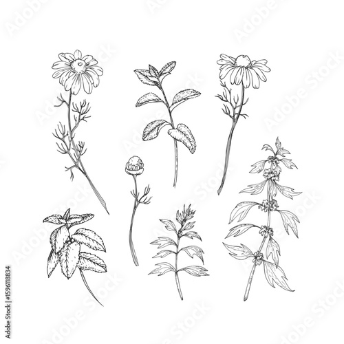 Calming herbs set of vector illustrations hand drawn in ink. Graphic images of chamomile, mint and motherwort. Elements for design of herbal tea and aromatic oils