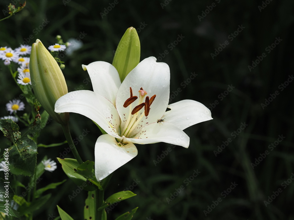 A white lily flower emerging from the darkness A white lily flower emerging from the darkness