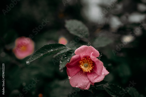 Pink rosehip flowers with raindrops among leaves