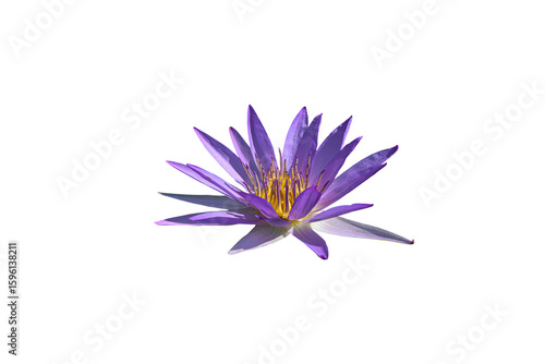 The natural beauty purple lotus flower, cape blue waterlily, nymphaea capensis, or purple water lily on a white background.