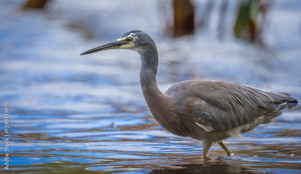 Fototapeta premium Close up of White faced o blue Heron wading in lake margins