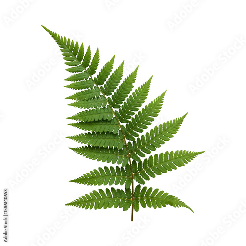 fern leaf isolated on white, Fern leaf, isolated, cut out background.