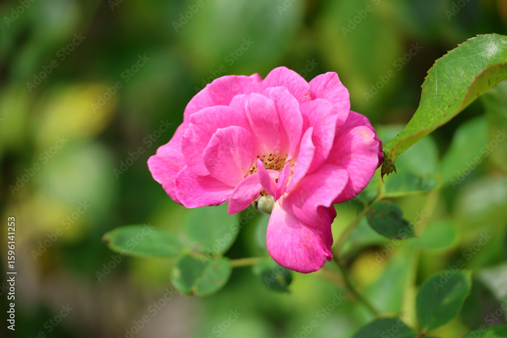 Rosa Gloriana in Rosarium named Guldemondplantsoen in the town of Boskoop Rosa Gloriana in Rosarium named Guldemondplantsoen in the town of Boskoop