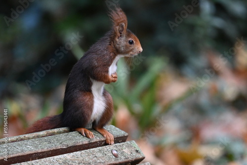 squirrel in the park