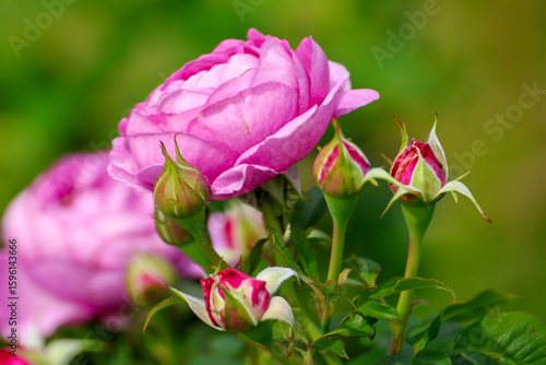 Wallpaper Mural Rosa Carmen Wurth in Rosarium named Guldemondplantsoen in the town of Boskoop Torontodigital.ca