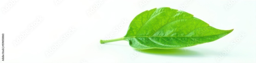 Single vibrant green leaf, isolated on pure white , green, image, vegetation Single vibrant green leaf, isolated on pure white , green, image, vegetation