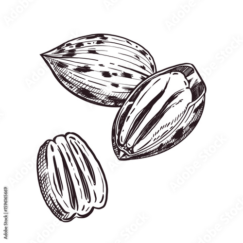 Pecans, whole pecans, split pecans, nut kernels. All objects are hand-drawn with ink. Vector illustration for printing on packaging of goods, products, cosmetics. Vector illustration