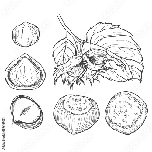 Ink sketch of hazelnut. Hand drawn vector illustration. Isolated on white background. Retro style.