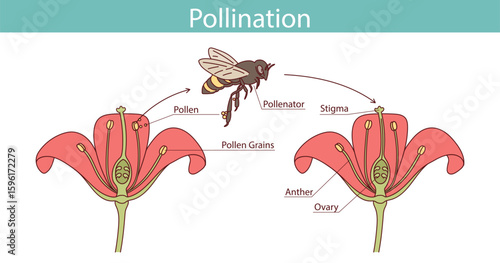 The process of transferring pollen from the anther to the stigma of another flower is pollination. Pollination vector illustration.