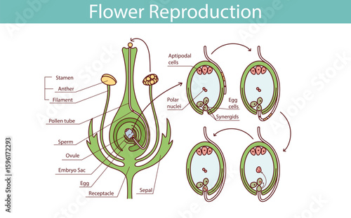 The process of transferring pollen from the anther to the stigma of another flower is pollination. Pollination vector illustration.