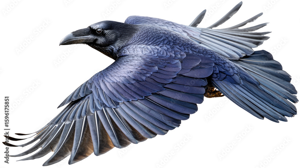 Fototapeta premium Raven's Majestic Flight: A captivating close-up of a raven in mid-flight, its sleek, dark feathers glistening, embodies freedom and grace in the open sky.