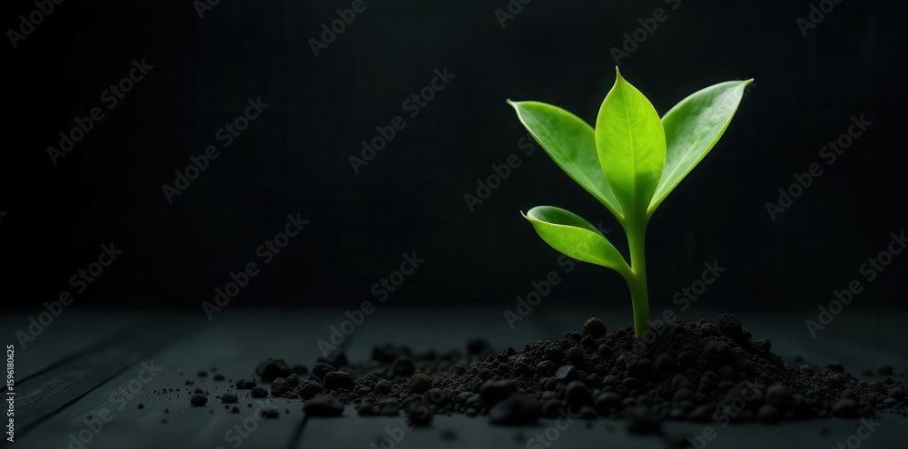 Naklejka premium Vibrant green Zamioculcas sprout against a stark black backdrop , elegant, green, succulent