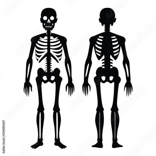 Human Skeleton Anatomy Front and Back View Illustration on White Background