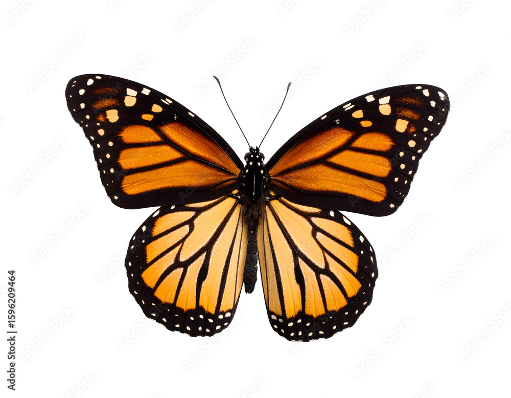 Obraz premium A stunning monarch butterfly reveals its symmetrical orange and black wing design.
