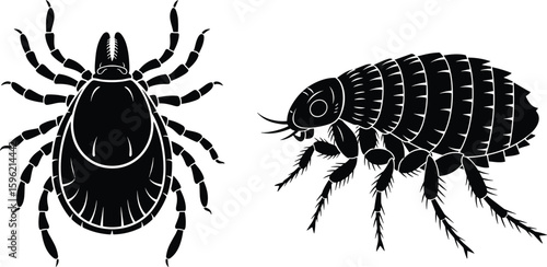 Black and white vector illustration of flea and tick, pest control concept, insect parasite artwork, disease carrier identification graphic