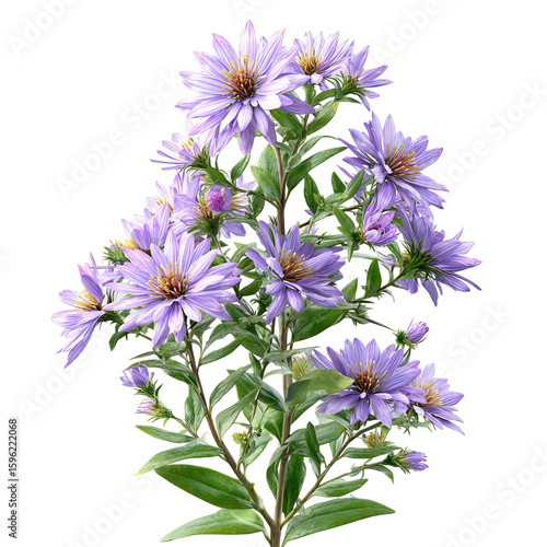 A vibrant bouquet of purple asters with lush green leaves, radiating freshness and beauty.