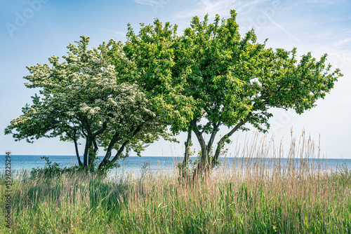 Fototapeta Naklejka Na Ścianę i Meble -  Zwei blühende Bäume am Strand von Bornholm, Gräser im Vordergrund, leicht bewölkter blauer Himmel, horizontal
