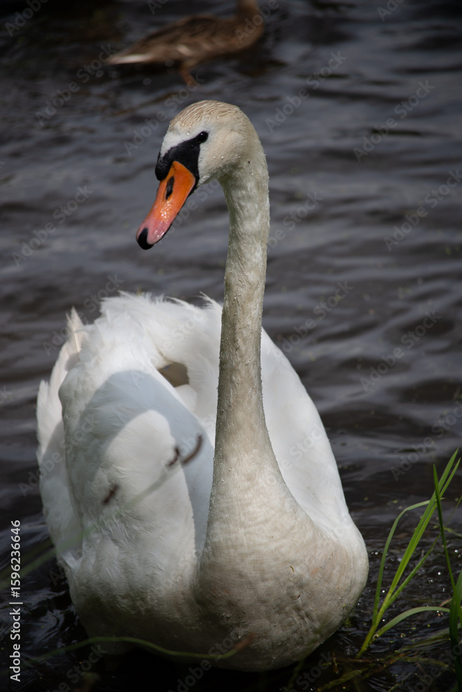 Obraz premium swan, bird, water, lake, white, animal, nature, swans, wildlife, beautiful, pond, animals, birds, feathers, reflection, beauty, beak, river, blue, swim, swimming, graceful, wild, neck, feather