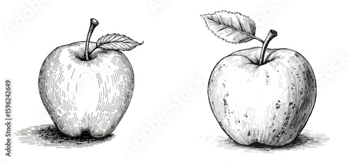 Vintage close up sketch done with black pen of apples with leaves