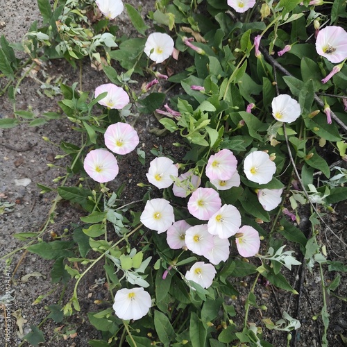 Blooming Field Bindweed Flowers and Green Foliage on Gravelly Ground