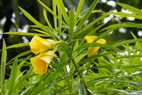 The branch of Yellow Oleander with its yellow flowers and thin leaves