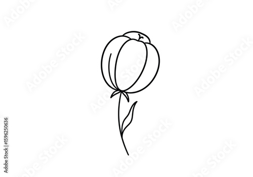 Balloon flower drawing. It is a black and white outline image of a balloon flower bud, showcasing its distinctive puffy, unopened form. Vector sketch line art draw.