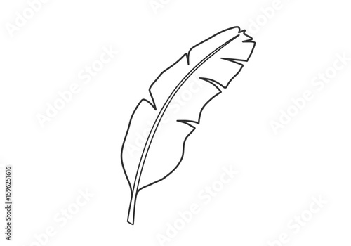 Banana tree leaf drawing. It is a black and white outline image of a banana tree leaf, characterized by its long, broad shape and central vein. Vector sketch line art draw.