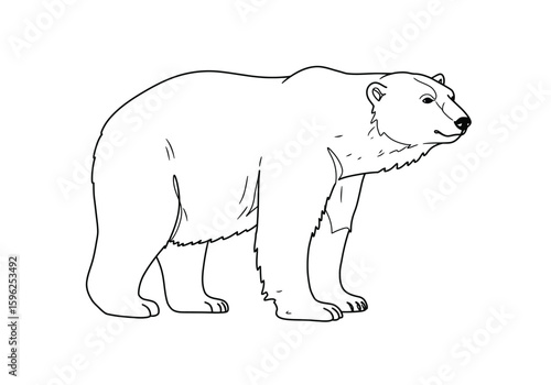 Polar bear drawing. It is a black and white outline image of a majestic polar bear, representing the iconic arctic animal. Vector sketch line art draw.