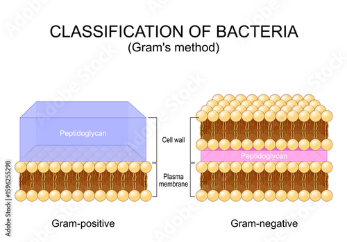 Classification of bacteria. Grams method. Gram-positive and Gram-negative bacterium