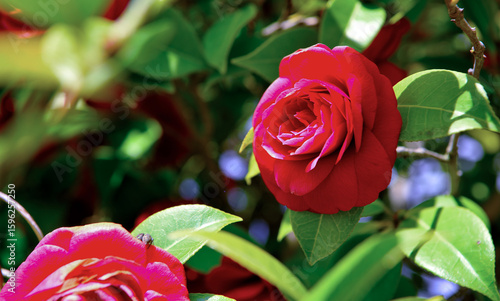 Red camellia, commonly referred to as Camellia japonica, is a species of flowering shrub native to Japan